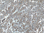 pan Ras Antibody in Immunohistochemistry (Paraffin) (IHC (P))