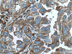 pan Ras Antibody in Immunohistochemistry (Paraffin) (IHC (P))