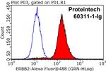 HER2/ErbB2 Antibody in Flow Cytometry (Flow)