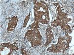 c-SRC Antibody in Immunohistochemistry (Paraffin) (IHC (P))