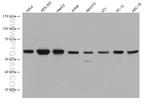 c-SRC Antibody in Western Blot (WB)