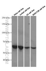 c-SRC Antibody in Western Blot (WB)