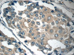 c-SRC Antibody in Immunohistochemistry (Paraffin) (IHC (P))