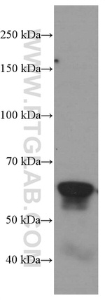 c-SRC Antibody in Western Blot (WB)