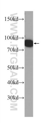 VCP Antibody in Western Blot (WB)