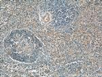 P-selectin Antibody in Immunohistochemistry (Paraffin) (IHC (P))