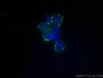 Bestrophin-1 Antibody in Immunocytochemistry (ICC/IF)