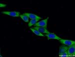 EEF1B2 Antibody in Immunocytochemistry (ICC/IF)