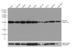 EEF1B2 Antibody in Western Blot (WB)