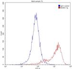 Vimentin Antibody in Flow Cytometry (Flow)