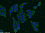 Vimentin Antibody in Immunocytochemistry (ICC/IF)