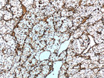 Vimentin Antibody in Immunohistochemistry (Paraffin) (IHC (P))