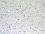 NF-H Antibody in Immunohistochemistry (Paraffin) (IHC (P))