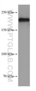 NF-H Antibody in Western Blot (WB)