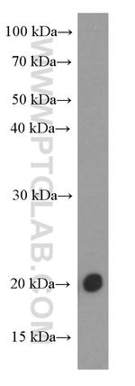 FGF18 Antibody in Western Blot (WB)