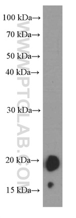 FGF18 Antibody in Western Blot (WB)