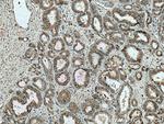 Prostein Antibody in Immunohistochemistry (Paraffin) (IHC (P))