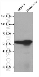 Prostein Antibody in Western Blot (WB)