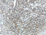 Prostein Antibody in Immunohistochemistry (Paraffin) (IHC (P))