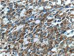 Prostein Antibody in Immunohistochemistry (Paraffin) (IHC (P))