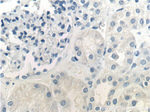 Prostein Antibody in Immunohistochemistry (Paraffin) (IHC (P))