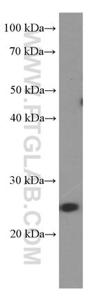 LIN28 Antibody in Western Blot (WB)