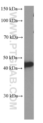 BSAP/PAX5 Antibody in Western Blot (WB)