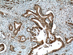 Cadherin-17 Antibody in Immunohistochemistry (Paraffin) (IHC (P))