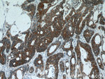 Cadherin-17 Antibody in Immunohistochemistry (Paraffin) (IHC (P))