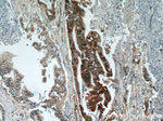 Cadherin-17 Antibody in Immunohistochemistry (Paraffin) (IHC (P))