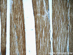 Myocilin Antibody in Immunohistochemistry (Paraffin) (IHC (P))