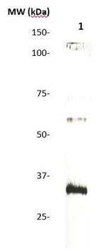 CD138 Antibody in Western Blot (WB)