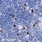 IL-7 Antibody in Immunohistochemistry (Paraffin) (IHC (P))