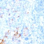CD196 (CCR6) Antibody in Immunohistochemistry (Paraffin) (IHC (P))