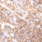 CD230 (PrP) Antibody in Immunohistochemistry (Paraffin) (IHC (P))