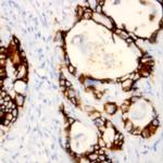 Connexin 36 Antibody in Immunohistochemistry (Paraffin) (IHC (P))