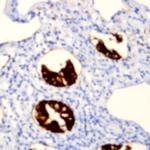 CXCL12 Antibody in Immunohistochemistry (Paraffin) (IHC (P))