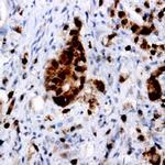 JNK1 Antibody in Immunohistochemistry (Paraffin) (IHC (P))