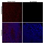 CD45R (B220) Antibody in Immunohistochemistry (Paraffin) (IHC (P))