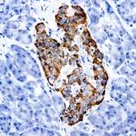 MMP1 Antibody in Immunohistochemistry (PFA fixed) (IHC (PFA))