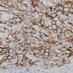 Connexin 43 Antibody in Immunohistochemistry (Paraffin) (IHC (P))