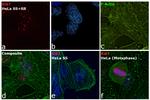 Ki-67 Antibody