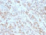 CD269/TNFRSF17/BCMA (B-Cell Maturation Protein) Antibody in Immunohistochemistry (Paraffin) (IHC (P))