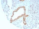 CD269/TNFRSF17/BCMA (B-Cell Maturation Protein) Antibody in Immunohistochemistry (Paraffin) (IHC (P))