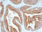 CD269/TNFRSF17/BCMA (B-Cell Maturation Protein) Antibody in Immunohistochemistry (Paraffin) (IHC (P))