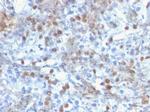 ROR-gamma/RORC (RAR-related Orphan Receptor C) Antibody in Immunohistochemistry (Paraffin) (IHC (P))