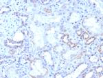 ROR-gamma/RORC (RAR-related Orphan Receptor C) Antibody in Immunohistochemistry (Paraffin) (IHC (P))