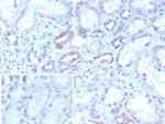 ROR-gamma/RORC (RAR-related Orphan Receptor C) Antibody in Immunohistochemistry (Paraffin) (IHC (P))