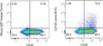 CD138 (Syndecan-1) Antibody