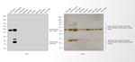 Guinea Pig IgG (H+L) Secondary Antibody in Western Blot (WB)